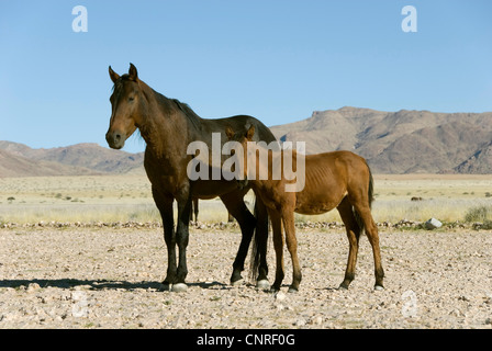 Le Namib Wildhorse (Equus przewalskii f. caballus), mare avec poulain debout dans le désert, Namibie, Garup Banque D'Images