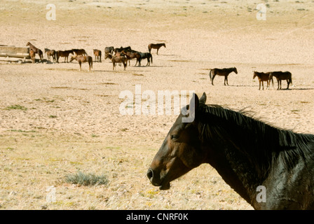 Le Namib Wildhorse (Equus przewalskii f. caballus), troupeau de chevaux dans le désert du Namib, Namibie, Garup Banque D'Images