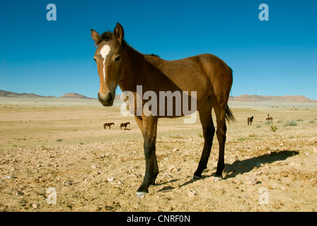 Le Namib Wildhorse (Equus przewalskii f. caballus), debout dans le désert, Namibie, Garup Banque D'Images