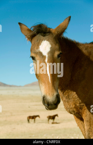 Le Namib Wildhorse (Equus przewalskii f. caballus), debout dans le désert, Namibie, Garup Banque D'Images