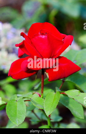 Plantes ornementales rosier (Rosa spec.), fleur Banque D'Images