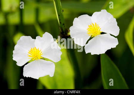 Sagittaria sagittifolia (flèche), fleurs Banque D'Images