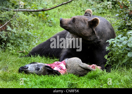 Ours brun (Ursus arctos), individu avec pêchés à l'état sauvage ét Banque D'Images