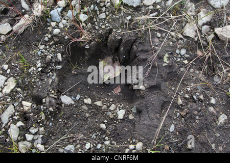 Ours brun, l'ours grizzli (Ursus arctos horribilis), Voie, USA, Alaska Banque D'Images