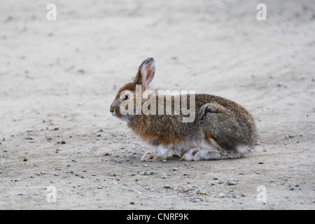 Le lièvre, le Lièvre variable (Lepus americanus), la fourrure à l'automne, USA, Alaska Banque D'Images