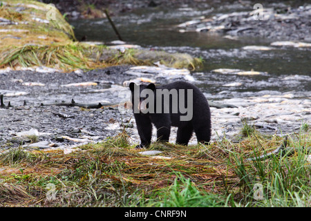 Ours noir (Ursus americanus), au fleuve, USA, Alaska Banque D'Images