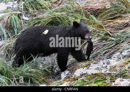 Ours noir (Ursus americanus), avec du saumon, USA, Alaska Banque D'Images