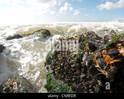 Les moules (Mytiloidea), de nombreux moules sur la plage, Pays-Bas, Mer du Nord Banque D'Images