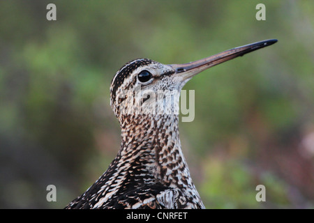 La bécassine double (Gallinago media), homme, Norvège Banque D'Images