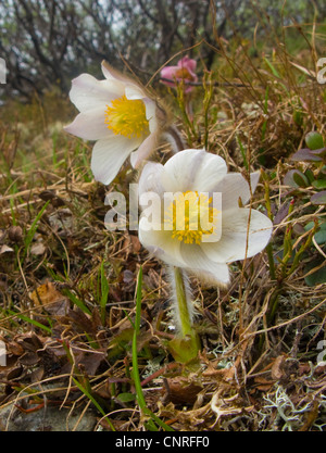 Anémone de printemps, l'anémone pulsatille (Pulsatilla vernalis), oranger, Norvège Banque D'Images