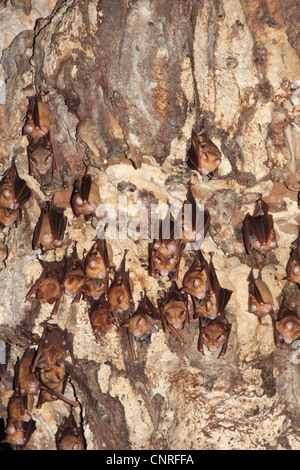 Feuilles de l'ancien monde des chauves-souris à nez plat (Hipposideridae (Chiroptera)), colonie repose au calcaire , Thaïlande, Phuket, Phang Nga Bucht Banque D'Images