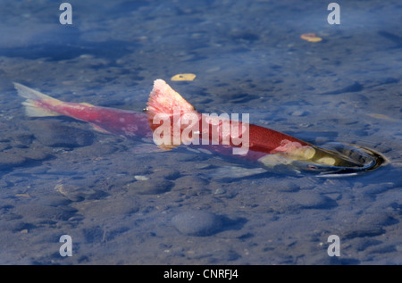 Le saumon rouge, le saumon rouge, le saumon rouge, bleu (Oncorhynchus nerka), seule personne dans l'eau peu profonde, USA, Alaska, Kenai Banque D'Images