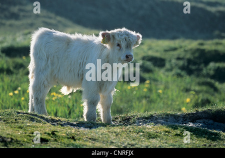 Scottish Highland bovins (Bos primigenius f. taurus), white calf en rétro-éclairage, Pays-Bas, Texel Banque D'Images