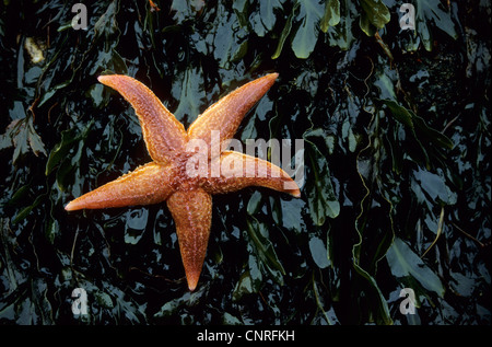 L'étoile de mer commune, politique européenne seastar (Asterias rubens), sur la lutte contre les mauvaises herbes, de l'Allemagne, Schleswig-Holstein, la mer Baltique Banque D'Images