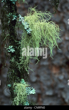 Cartilage Farinose (lichen Ramalina farinacea), de l'habitude, USA, Alaska, Denali Nationalpark Banque D'Images