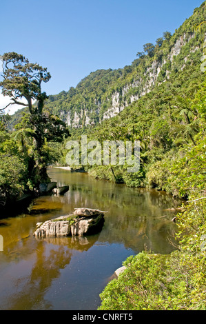 Bush impressionnant paysage à pied le long de la rivière dans Pororari Paparoa National Park, New Zealand Banque D'Images