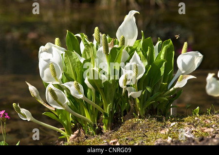 Chou blanc, blanc énorme spathe (Lysichiton camtschatcensis), blooming Banque D'Images