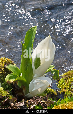 Chou blanc, blanc énorme spathe (Lysichiton camtschatcensis), qui fleurit à une crique Banque D'Images