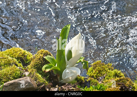 Chou blanc, blanc énorme spathe (Lysichiton camtschatcensis), qui fleurit à une crique Banque D'Images