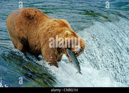 Ours brun, l'ours grizzli (Ursus arctos horribilis), les prises de saumon, USA, Alaska, Denali Nationalpark Banque D'Images