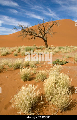 Désert du Namib ; dune 45 près de Sesriem, Namibie Banque D'Images