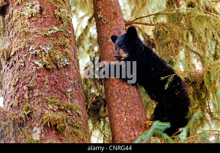 Ours noir (Ursus americanus), pup sur arbre, USA, Alaska Banque D'Images