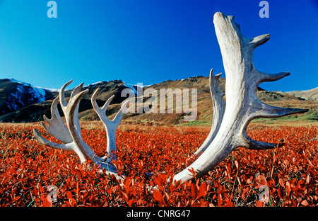 Le Caribou de Grant, Grant's, Grant's renne caribou (Rangifer tarandus tarandus), les bois dans la toundra en automne, USA, Alaska, Denali Nationalpark Banque D'Images