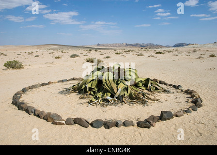 L'île Tumbo, arbre, tumboa Welwitschia mirabilis welwitschia (), à l'entraînement, une pierre Welwitschia bague a été formé autour de l'usine, de la Namibie, Windhoek Banque D'Images