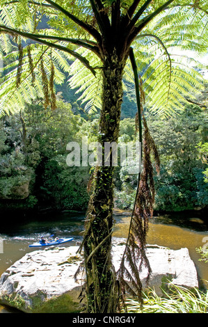 Bush impressionnant paysage à pied le long de la rivière dans Pororari Paparoa National Park, New Zealand Banque D'Images