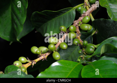 Café arabe (Coffea arabica) fruits pas mûrs, un buisson Banque D'Images