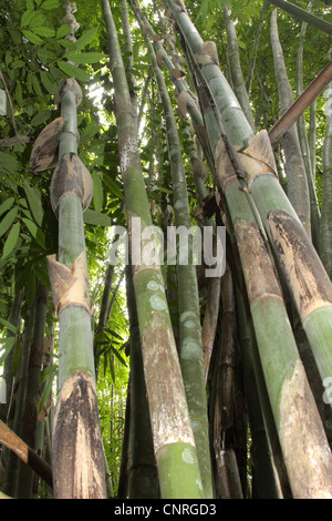 (Dendrocalamus giganteus bambou géant, Bambusa gigantea), anthracite, ca. 20 m de haut, la Thaïlande, le parc national de Khao Lak Banque D'Images