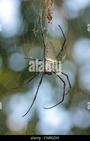 Araignée de soie (Nephila), dans le filet avec un diamètre de 1 m, la Thaïlande, le parc national de Khao Lak Banque D'Images