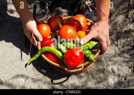 Personne qui panier rempli de tomates et piments, cropped Banque D'Images