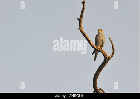 Kestrel gris - Gris crécerelle (Falco ardosiaceus) perché sur une branche morte Masai Mara - Kenya - Afrique de l'Est Banque D'Images