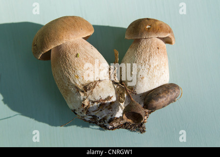 Cèpes (Boletus edulis) Banque D'Images