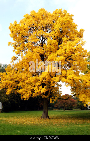 Frêne commun, frêne (Fraxinus excelsior), seul arbre en automne. Banque D'Images