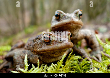 European crapaud commun (Bufo bufo), deux hommes marchant sur la masse de la forêt, de l'Allemagne, Bade-Wurtemberg, Odenwald Banque D'Images