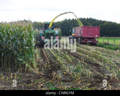 Le maïs, le maïs (Zea mays), la récolte de maïs Banque D'Images