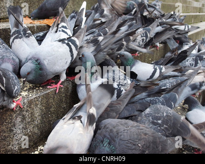 Le pigeon (Columba livia domestica. f), l'alimentation Banque D'Images