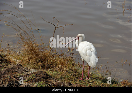 Spatule d'Afrique (Platalea alba) debout près de l'eau au lac Nakuru au Kenya NP - Afrique de l'Est Banque D'Images