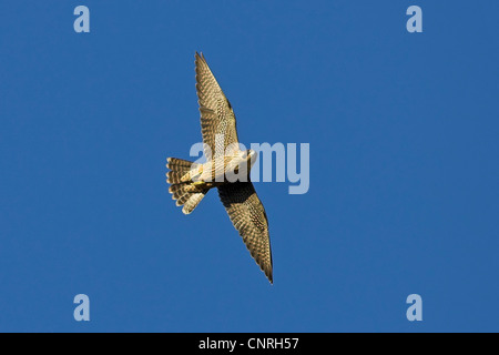 Le faucon pèlerin (Falco peregrinus), voler, Europe Banque D'Images