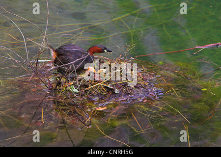 Podiceps ruficollis grèbe castagneux (Tachybaptus ruficollis),, avec des œufs dans le nid, Allemagne Banque D'Images