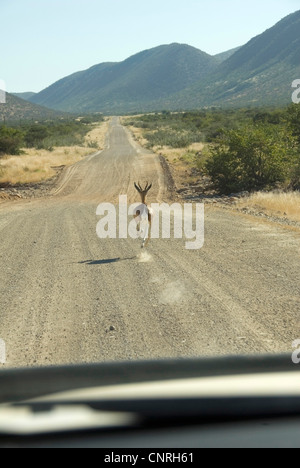 Springbuck, springbok (Antidorcas marsupialis), la course à l'avant d'une voiture, la Namibie Banque D'Images