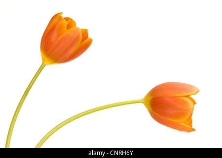 Jardin commun tulip (Tulipa Gesneriana), deux tulipes orange Banque D'Images