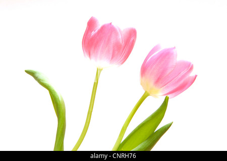 Jardin commun tulip (Tulipa Gesneriana), deux tulipes roses Banque D'Images