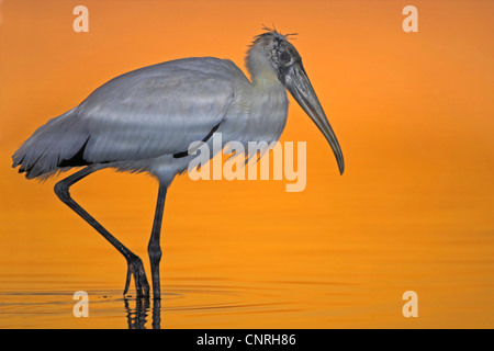 Bois d'Amérique (Mycteria americana), ibis, d'alimentation en face de l'incandescence du soir, USA, Floride Banque D'Images