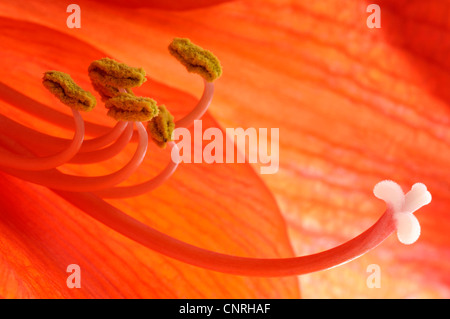 Amaryllis (Hippeastrum spec.), anthères et pistill dans une fleur Banque D'Images