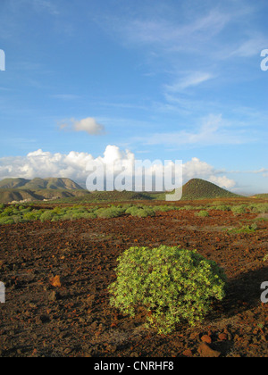 L'euphorbe ésule (Euphorbia balsamifera), sur les roches volcaniques dans les zones côtières aerea dans le sud-ouest, Iles Canaries, Tenerife, Pal Mar Banque D'Images