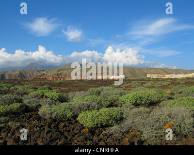 L'euphorbe ésule (Euphorbia balsamifera), sur les roches volcaniques dans les zones côtières aerea dans le sud-ouest, station moderne à l'arrière-plan, Iles Canaries, Tenerife, Pal Mar Banque D'Images