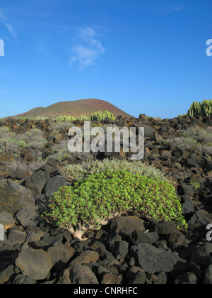 L'euphorbe ésule (Euphorbia balsamifera), sur les roches volcaniques dans les zones côtières aerea dans le sud-ouest, Iles Canaries, Tenerife, Pal Mar Banque D'Images